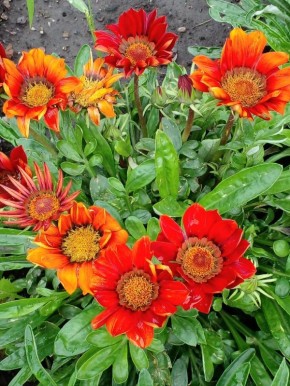 Газания: яркая звезда летних клумб для ленивых садоводов