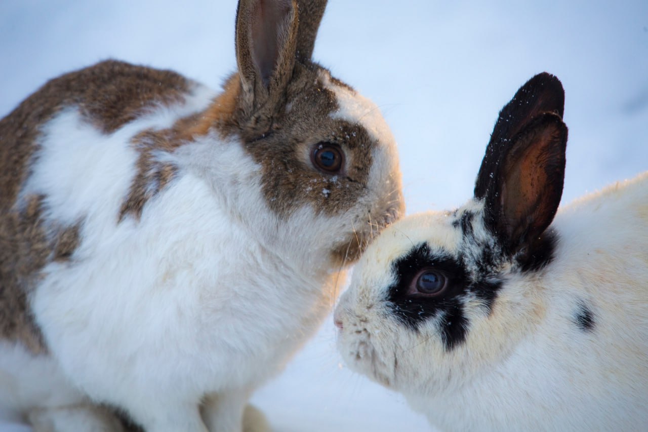 АБАКАНСКИЙ ЗООПАРК ПЕРЕШЁЛ НА ЗИМНЕЕ РАСПИСАНИЕ