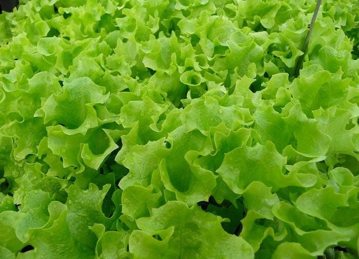 Выращивание салата: советы для начинающих