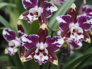 Опасная красота: 7 цветов, которые разрушают ваш сад