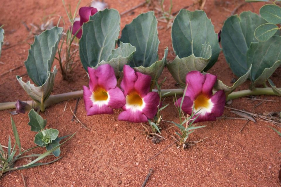 Гарпагофитум: удивительное растение пустыней