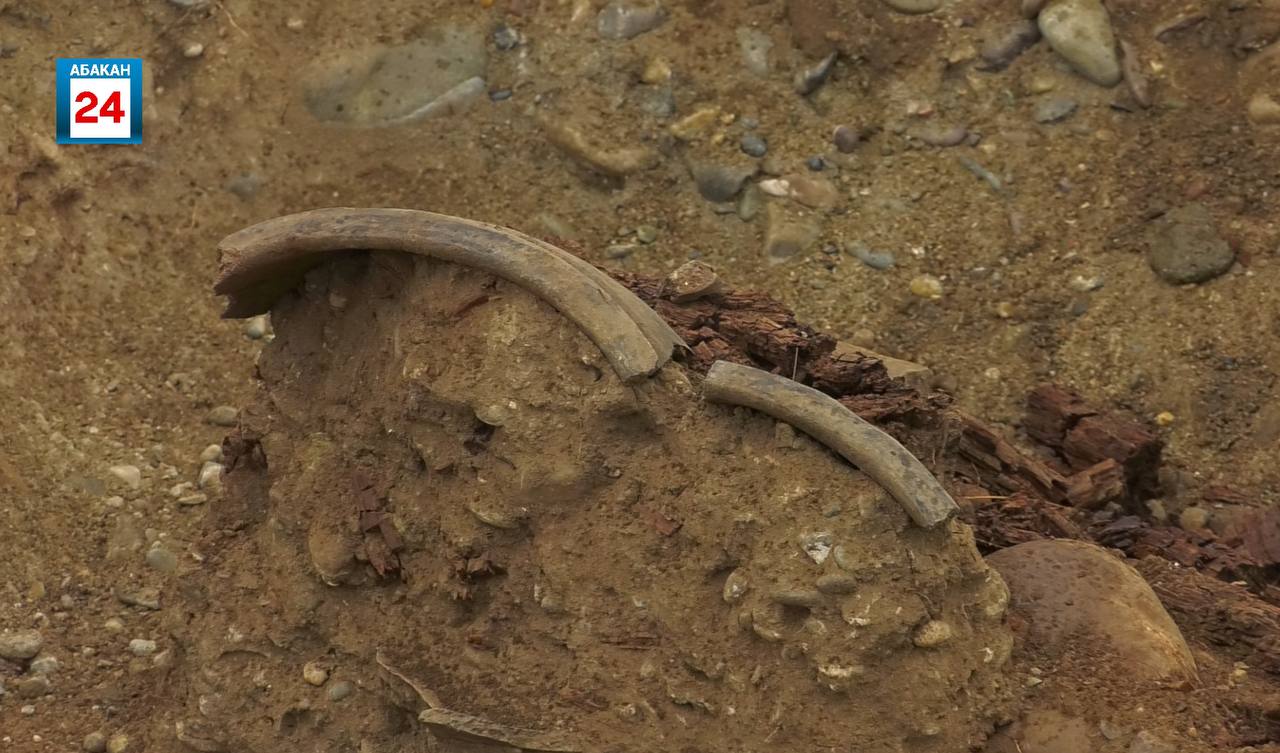 Невероятная археологическая находка: погребения тагарской и таштыкской культур обнаружены в районе Нефтебазы в Абакане Невероятная археологическая находка: погребения тагарской и таштыкской культур обнаружены в районе Нефтебазы в Абакане