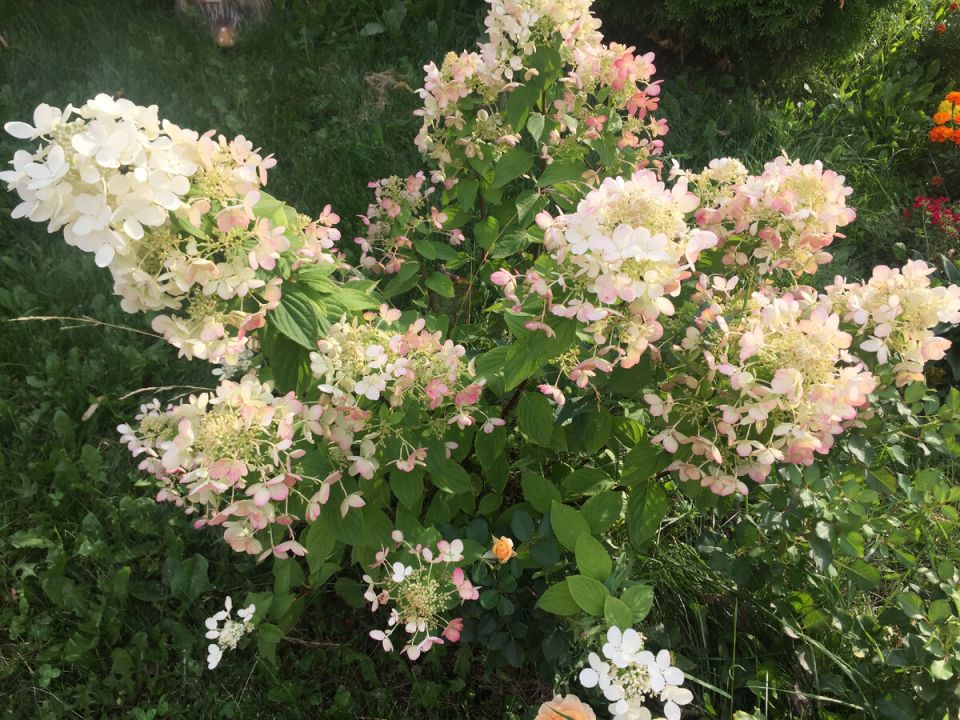 Гортензия в саду: идеальные компаньоны для создания уникального цветника