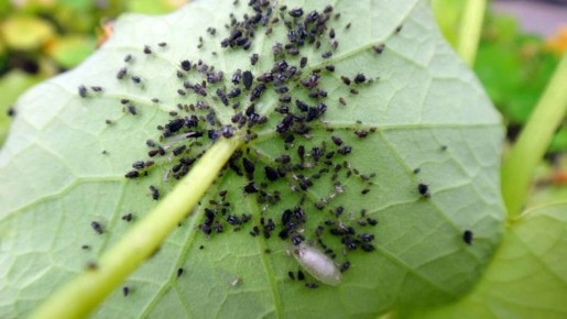 Эффективные методы борьбы с тлей: секреты успешного урожая