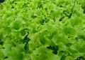 Выращивание салата: советы для начинающих