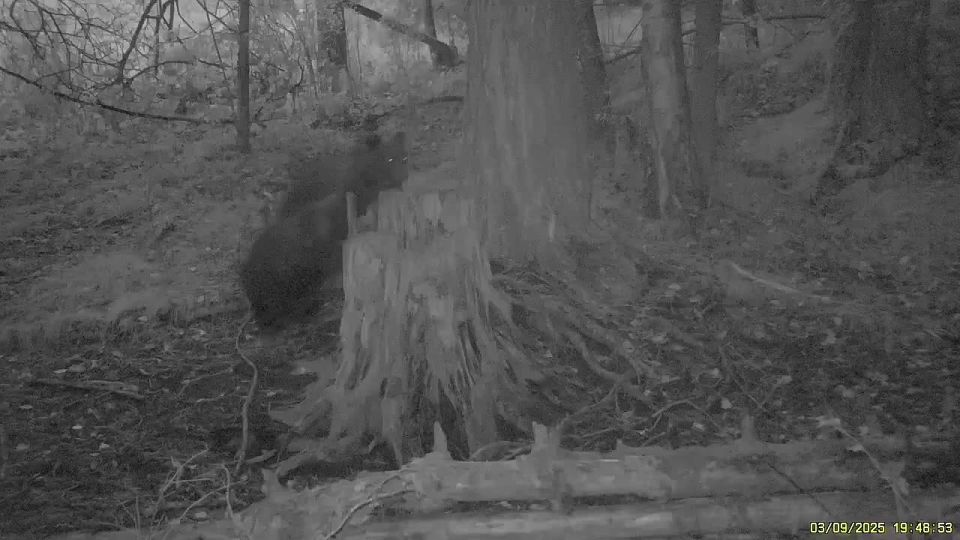 Вжух, и уже наверху! Чудеса синхронности и ловкости показали медвежата в Шушенском бору
