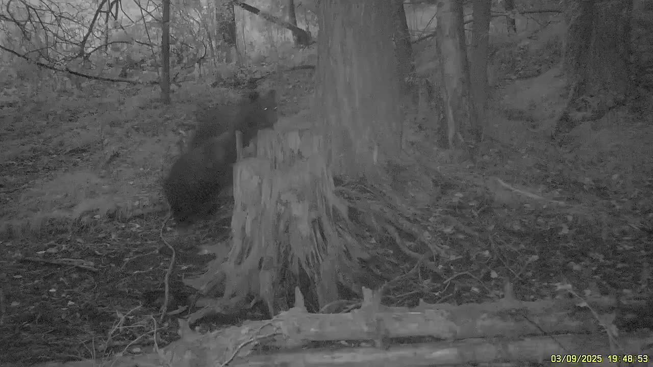 Вжух, и уже наверху! Чудеса синхронности и ловкости показали медвежата в Шушенском бору