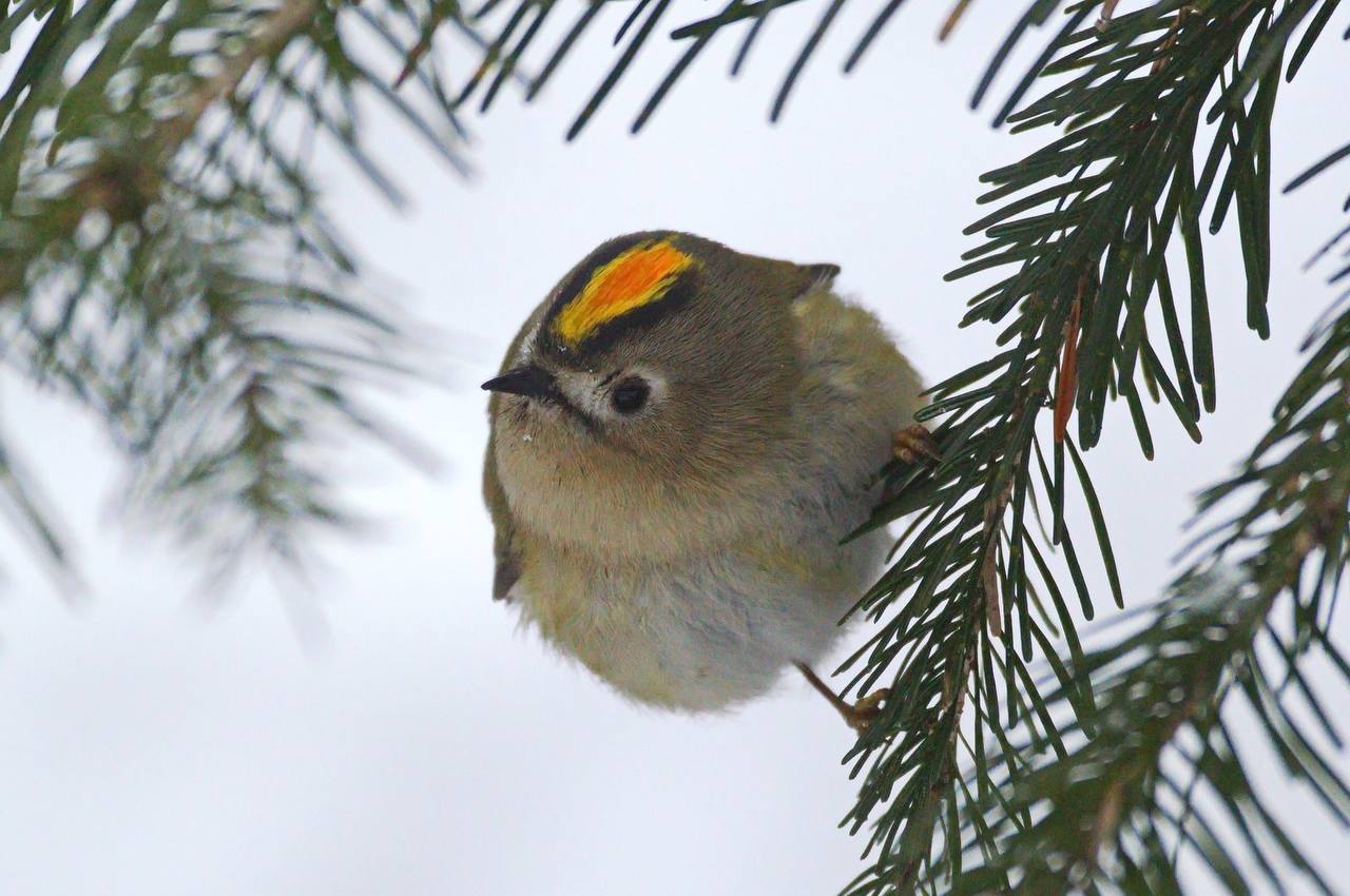 Королёк - птичка певчая: редкая крошечная птичка попалась экологам в Саяно-Шушенском заповеднике