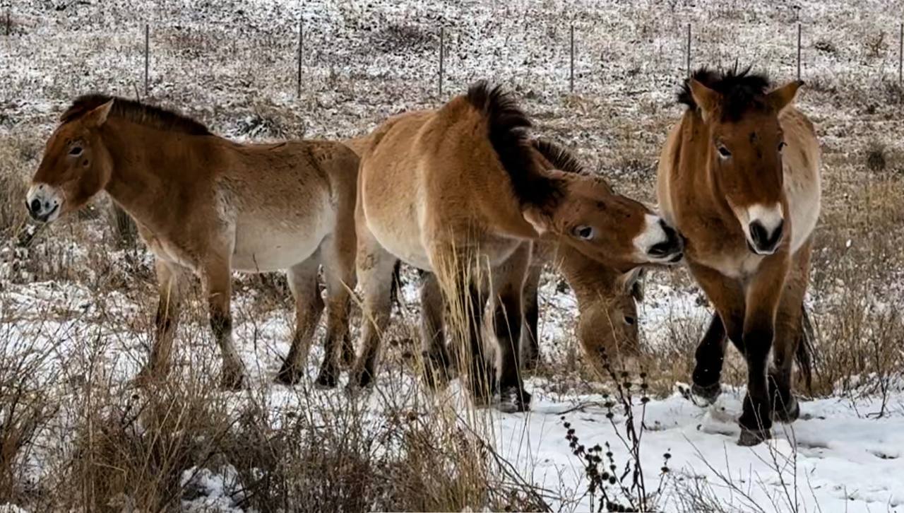 Дикие, дерзкие, очень ценные и невероятно красивые: лошади Пржевальского вторую неделю осваивают просторы заповедника «Хакасский» Дикие, дерзкие, очень ценные и невероятно красивые: лошади Пржевальского вторую неделю осваивают просторы заповедника «Хакасский»