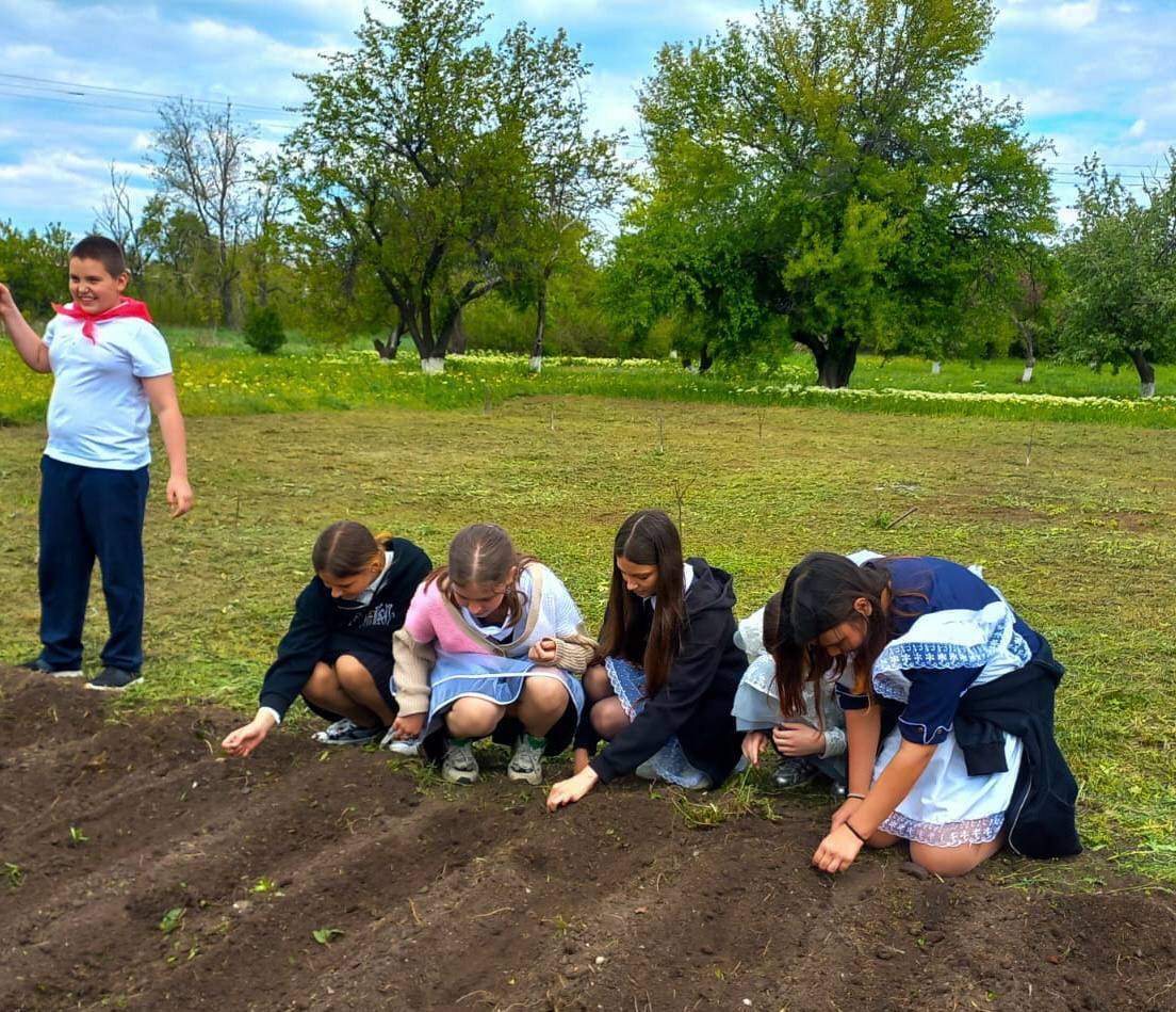 Кедры из Хакасии прижились на Донбассе Кедры из Хакасии прижились на Донбассе