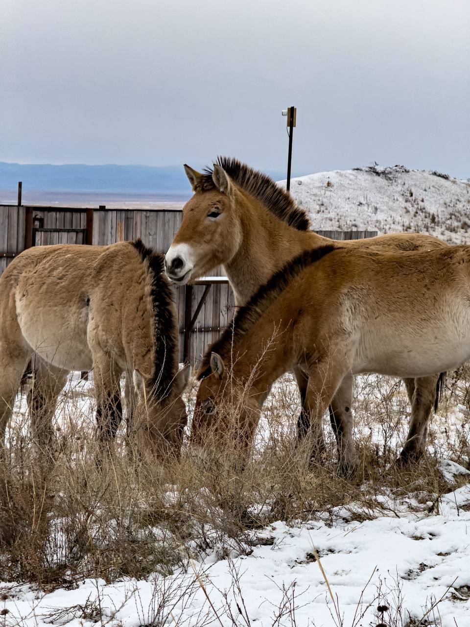 Дикие, дерзкие, очень ценные и невероятно красивые: лошади Пржевальского вторую неделю осваивают просторы заповедника «Хакасский» Дикие, дерзкие, очень ценные и невероятно красивые: лошади Пржевальского вторую неделю осваивают просторы заповедника «Хакасский»