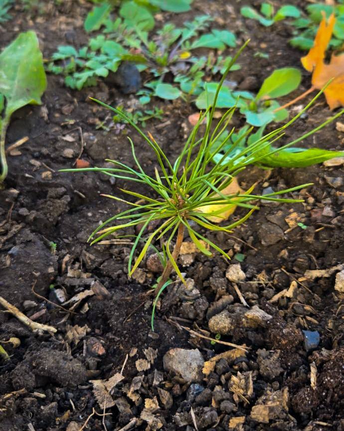 Кедры из Хакасии прижились на Донбассе Кедры из Хакасии прижились на Донбассе