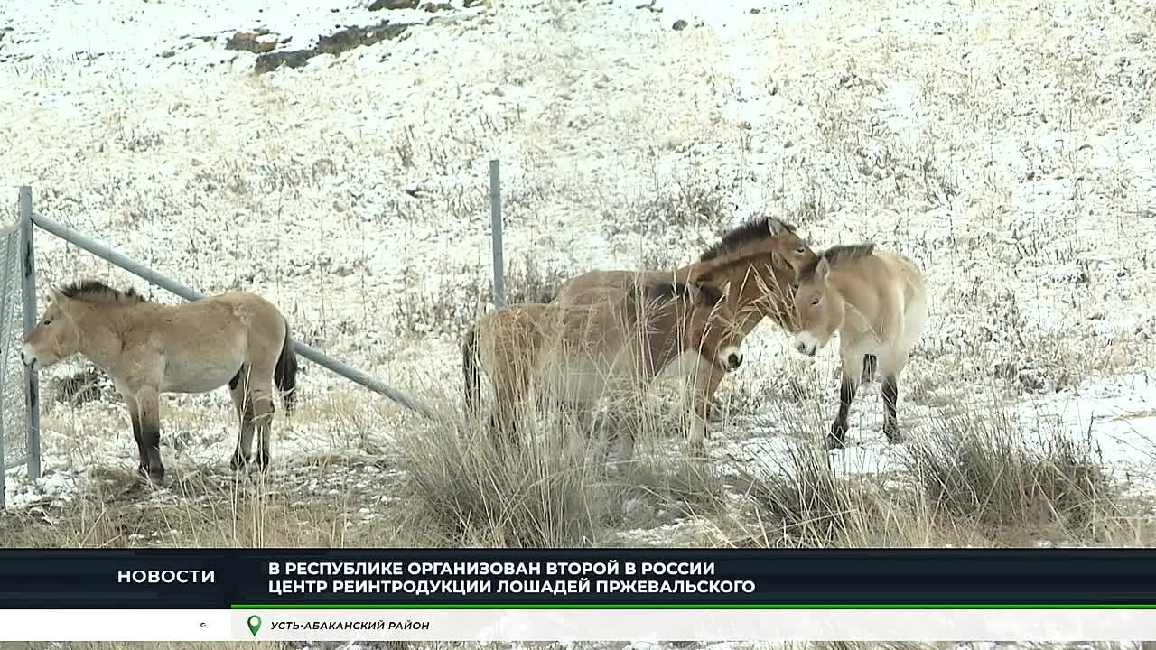 АККЛИМАТИЗАЦИЯ ЛОШАДЕЙ ПРЖЕВАЛЬСКОГО В ХАКАСИИ ПРОХОДИТ УСПЕШНО