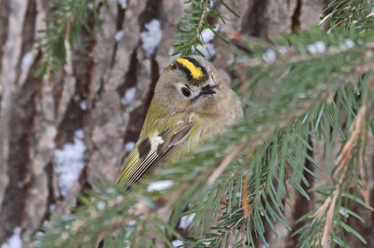 Королёк - птичка певчая: редкая крошечная птичка попалась экологам в Саяно-Шушенском заповеднике Королёк - птичка певчая: редкая крошечная птичка попалась экологам в Саяно-Шушенском заповеднике