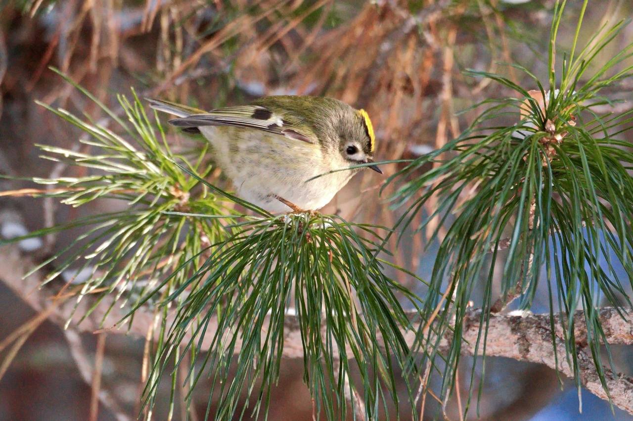 Королёк - птичка певчая: редкая крошечная птичка попалась экологам в Саяно-Шушенском заповеднике Королёк - птичка певчая: редкая крошечная птичка попалась экологам в Саяно-Шушенском заповеднике