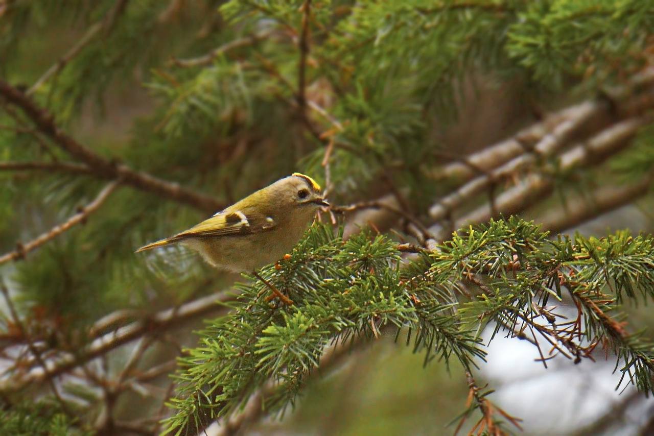Королёк - птичка певчая: редкая крошечная птичка попалась экологам в Саяно-Шушенском заповеднике Королёк - птичка певчая: редкая крошечная птичка попалась экологам в Саяно-Шушенском заповеднике