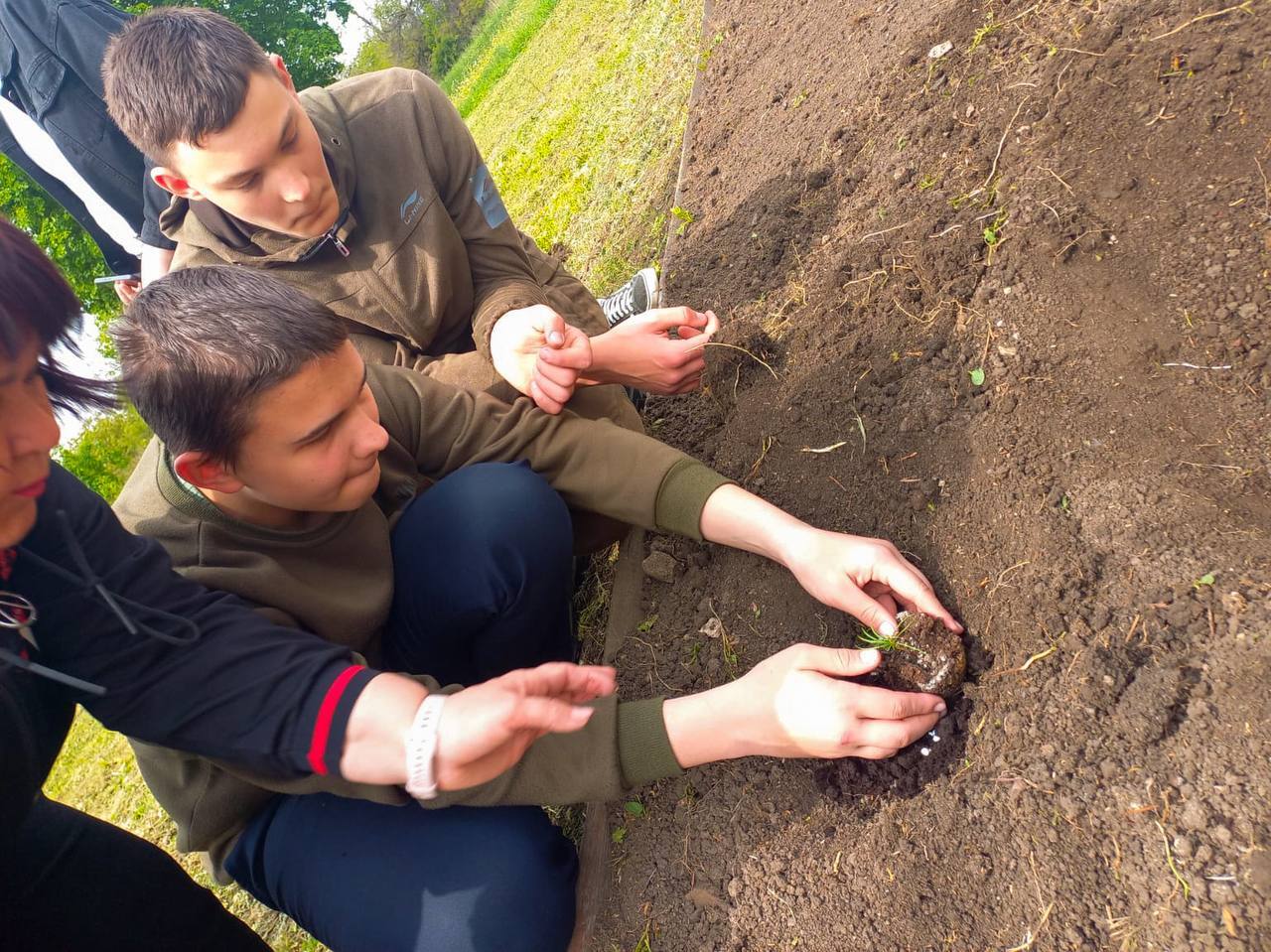 Кедры из Хакасии прижились на Донбассе Кедры из Хакасии прижились на Донбассе