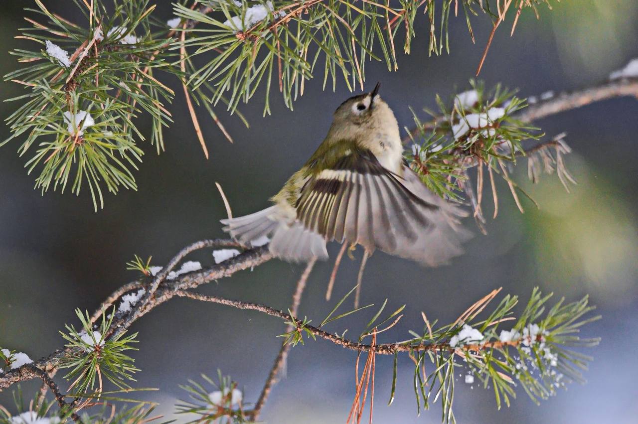 Королёк - птичка певчая: редкая крошечная птичка попалась экологам в Саяно-Шушенском заповеднике Королёк - птичка певчая: редкая крошечная птичка попалась экологам в Саяно-Шушенском заповеднике