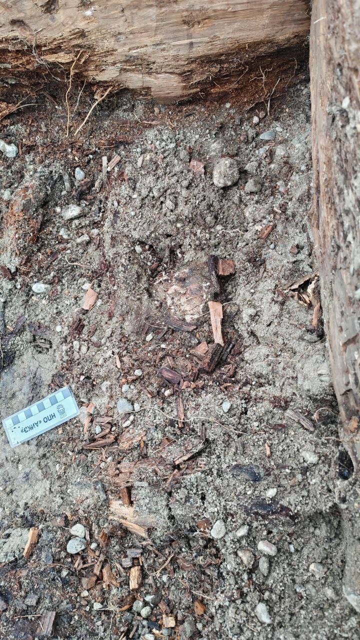 А вот и первые находки археологов, ведущих охранные раскопки на стройплощадке в районе Нефтебазы в Абакане