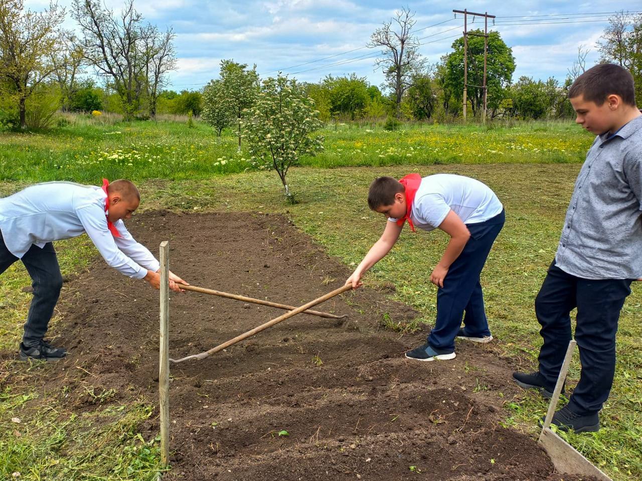 Кедры из Хакасии прижились на Донбассе Кедры из Хакасии прижились на Донбассе