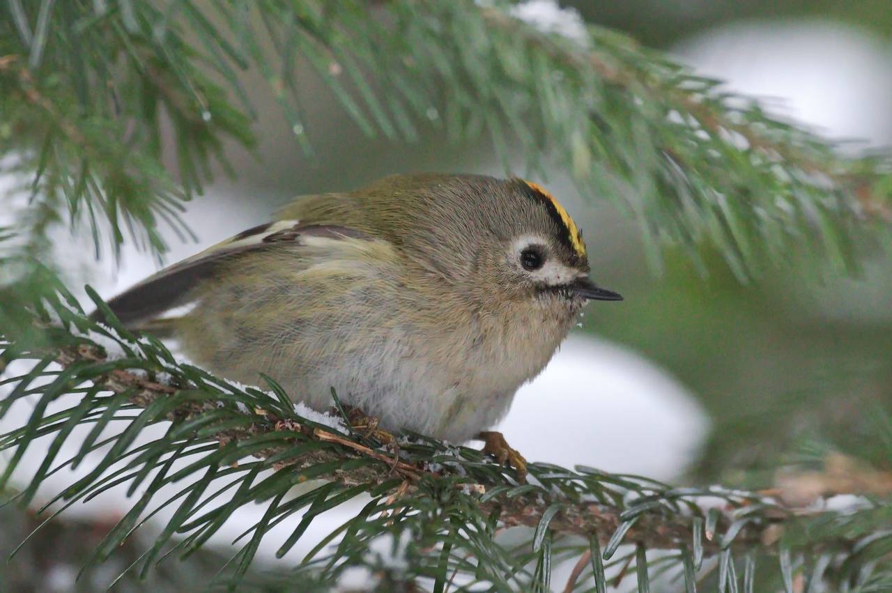Королёк - птичка певчая: редкая крошечная птичка попалась экологам в Саяно-Шушенском заповеднике Королёк - птичка певчая: редкая крошечная птичка попалась экологам в Саяно-Шушенском заповеднике
