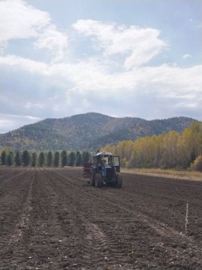 8 гектаров засеяли соснами и кедрами в Хакасии — это сеянцы, необходимые для восстановления лесов республики
