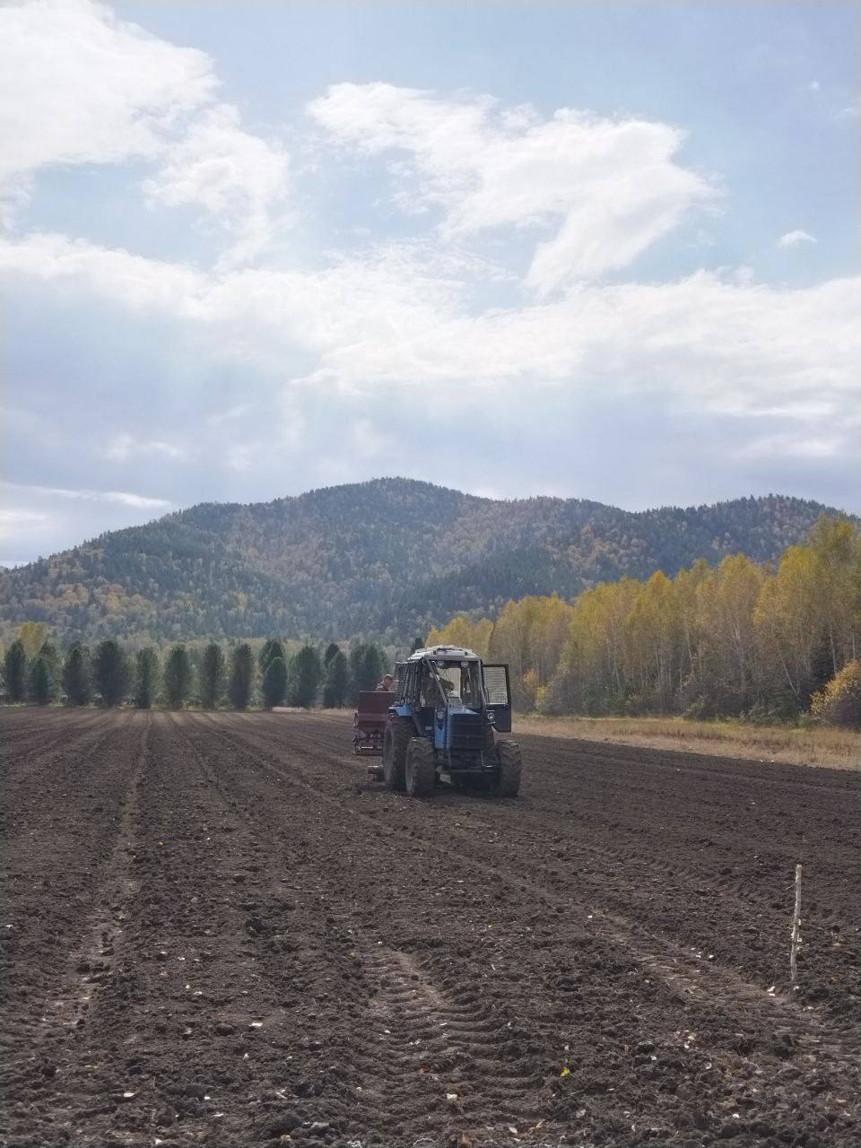 8 гектаров засеяли соснами и кедрами в Хакасии — это сеянцы, необходимые для восстановления лесов республики