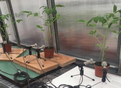 Растения умеют 'говорить': как томаты и табак сообщают о страданиях