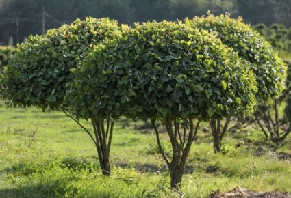 Как создать уникальный куст-зонтик: секреты идеального сада