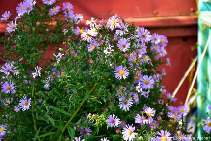 Как правильно ухаживать за октябринками осенью для яркого цветения в следующем году