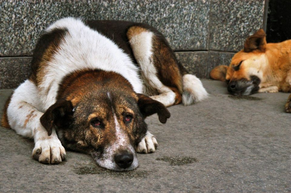  2013       2 700 000   ,   ,      