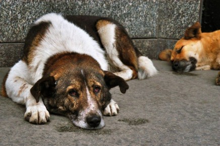 В 2013 году в США было усыплено более 2 700 000 собак и кошек, попавших в приюты, но не нашедших себе новых хозяев