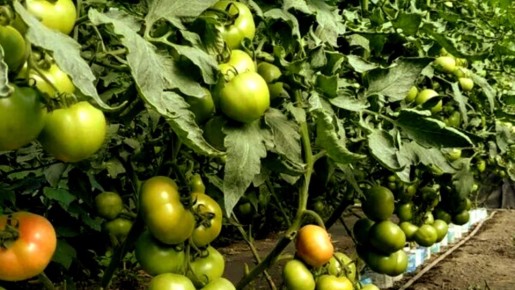 Уникальные сорта томатов приносят рекордный урожай: 200 кг с 14 кустов