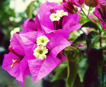 Бугенвиллия на подоконнике: как привнести тропики в городской интерьер