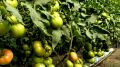 Уникальные сорта томатов приносят рекордный урожай: 200 кг с 14 кустов