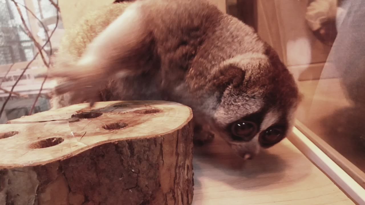 Милейшего Лорика и его необычное угощение засняли сотрудники абаканского зоопарка