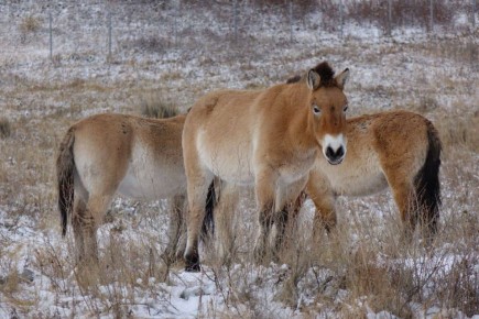 Восемь лошадей Пржевальского, доставленные из Оренбурга в заповедник «Хакасский», освоились на новом месте