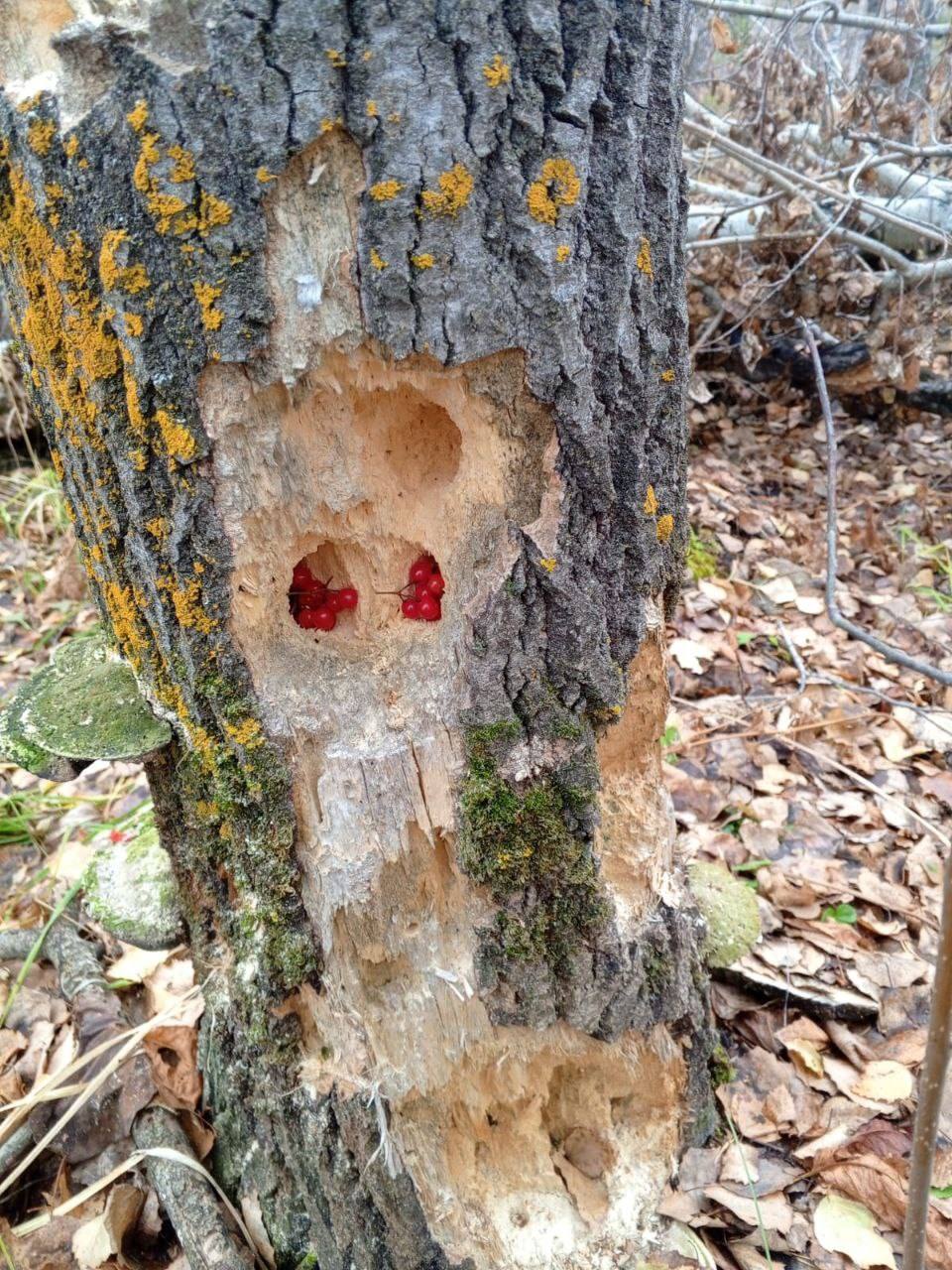 Кладовую сойки нашли лесопожарные в Минусинском бору