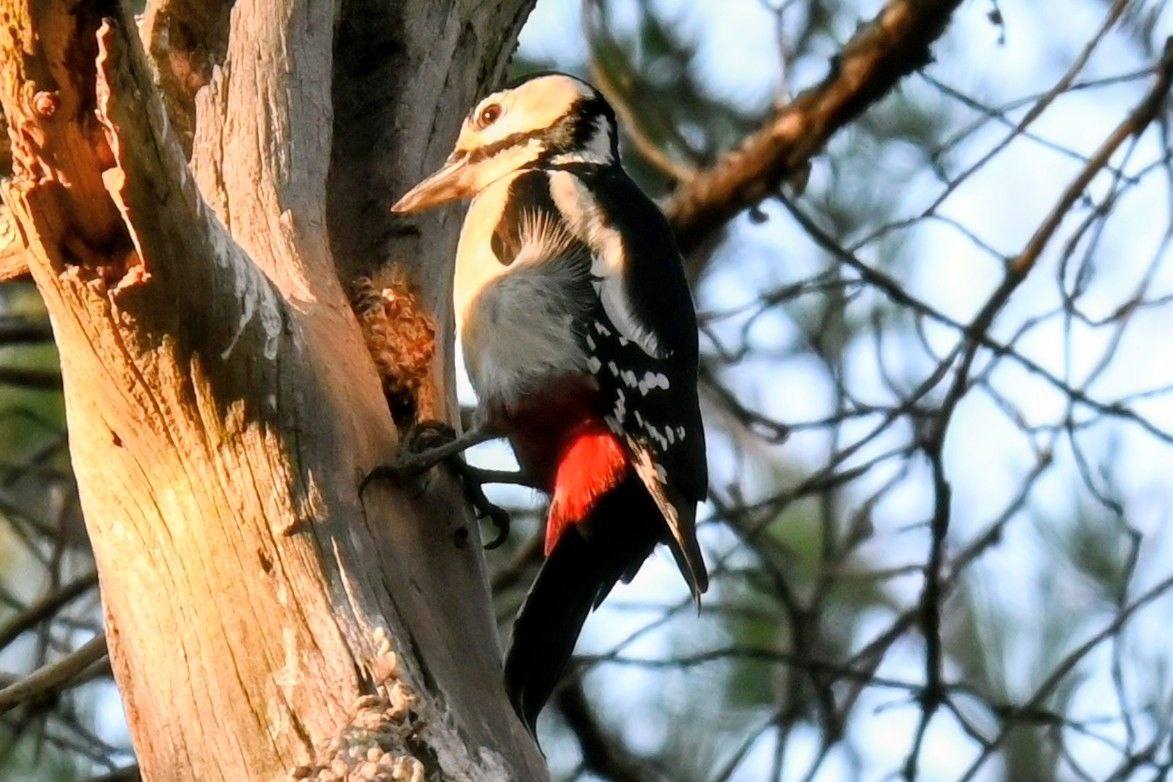 Кладовую сойки нашли лесопожарные в Минусинском бору Кладовую сойки нашли лесопожарные в Минусинском бору