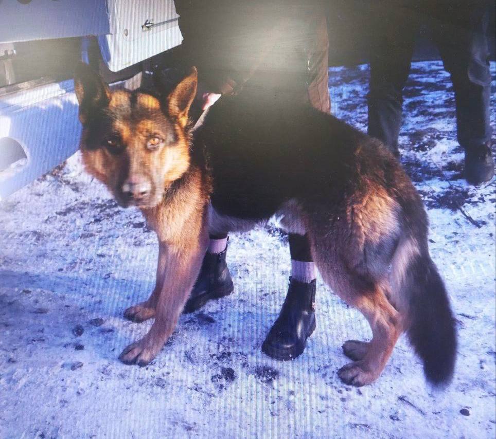 Следком возбудил уголовное дело по факту травмирования ребенка в результате нападения собаки в Черногорске Следком возбудил уголовное дело по факту травмирования ребенка в результате нападения собаки в Черногорске