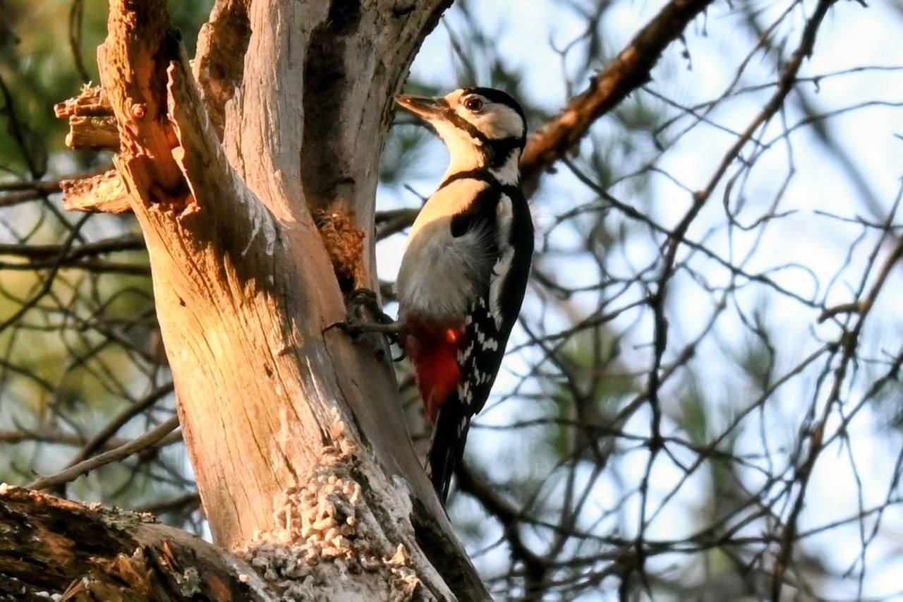 Кладовую сойки нашли лесопожарные в Минусинском бору Кладовую сойки нашли лесопожарные в Минусинском бору