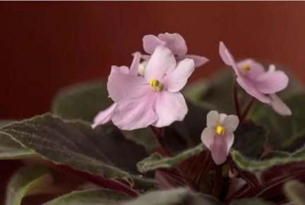 Как вернуть к жизни умирающую фиалку: советы по реанимации