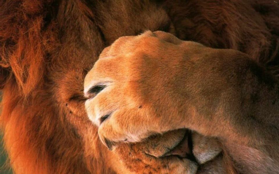 Самка льва приносит до 90% добычи