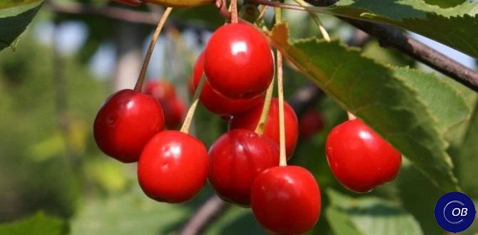 Устранение поросли на вишне: как вернуть дереву здоровье