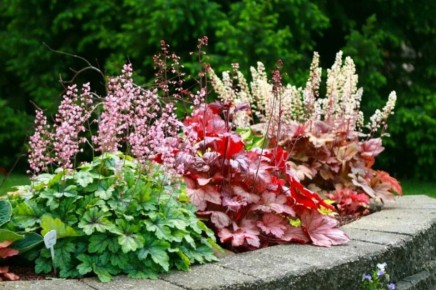 Гейхера Мелтинг Фаер: Яркое украшение вашего сада