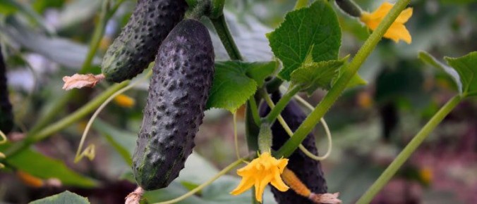 Секреты успешного урожая огурцов: советы для садоводов