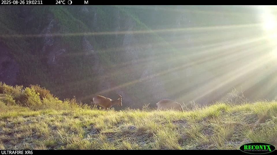 Природа — лучший художник и… режиссёр