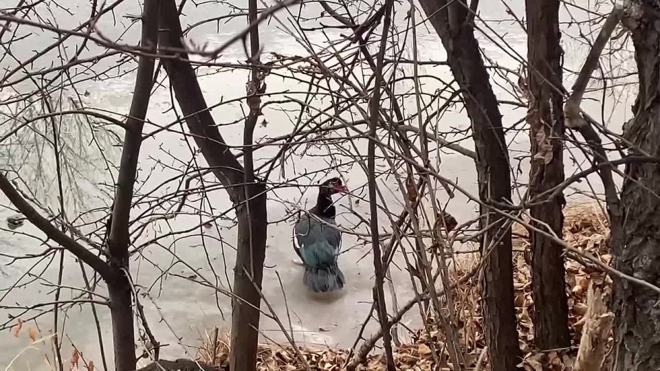 Домашнюю индоутку, обитающую в зоне отдыха, так и не смогли отловить