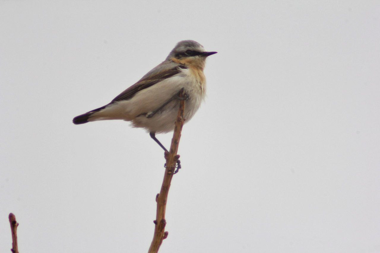 Обыкновенная каменка попозировала в Камызякской степи Хакасии