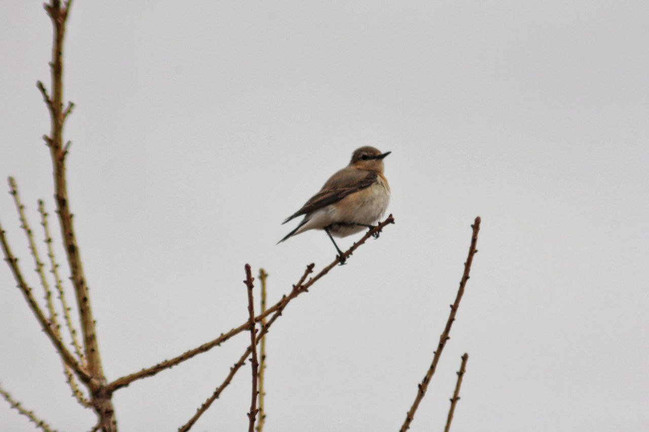 Обыкновенная каменка попозировала в Камызякской степи Хакасии Обыкновенная каменка попозировала в Камызякской степи Хакасии